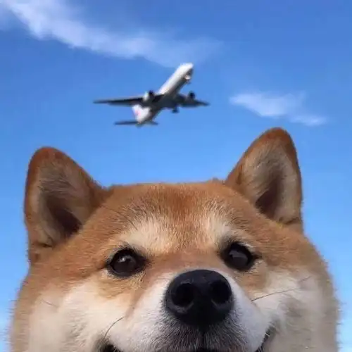 壁纸头像柴犬头像