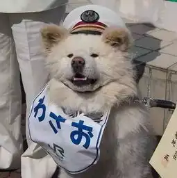 当养他的奶奶走了以后,日本这只秋田犬的天都塌下来了...