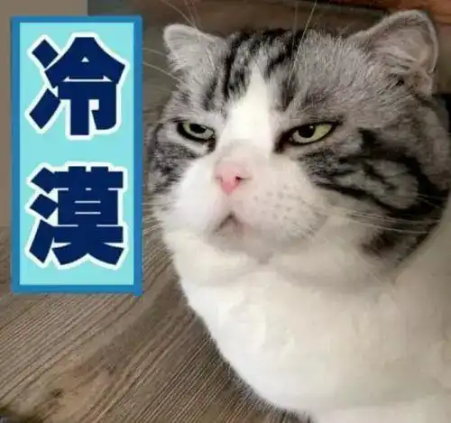 猫咪和主人,会越来越像么你家猫咪哪里最像你