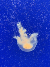 梦幻水母展空降魔都不可错过的海底狂欢秀