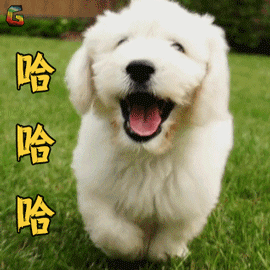 隔离在家,狗子不拉急得我亲自给它做了个示范