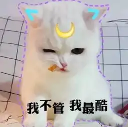 关于猫咪,你不知道的8条冷知识