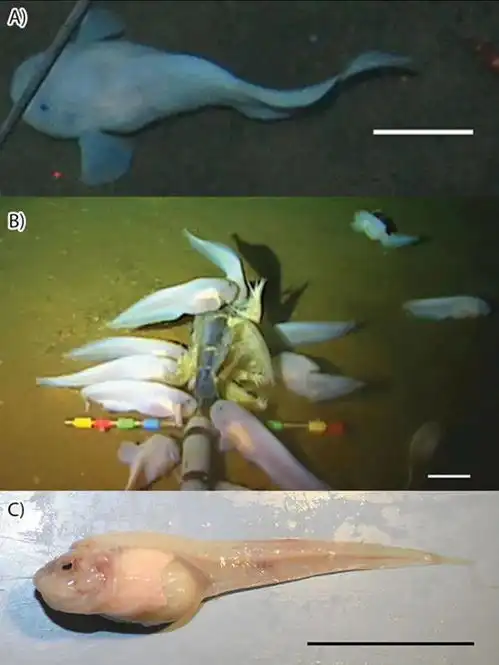 生活在马里亚纳海沟的深海鱼类,如何承受住如此巨大的压力