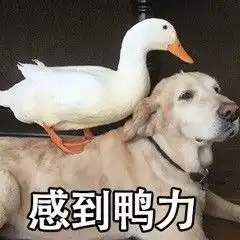 抖音音乐和我表情包阿肥表情包图片下载乐游网游戏下载