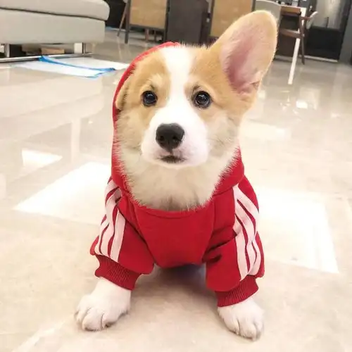 这只狗子也不知道怎么回事,舌头太抢戏了