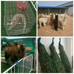 潜江市萌宠羊驼出租羊驼租赁