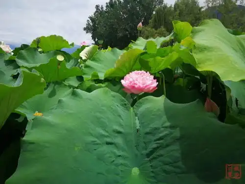 视图丨赏花正当时邛海湿地荷花次第开