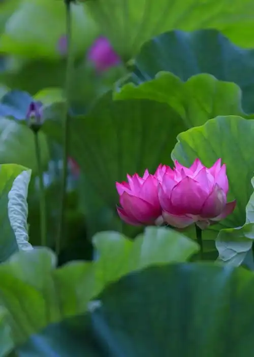 夏日限定日照最美荷花观赏指南来啦