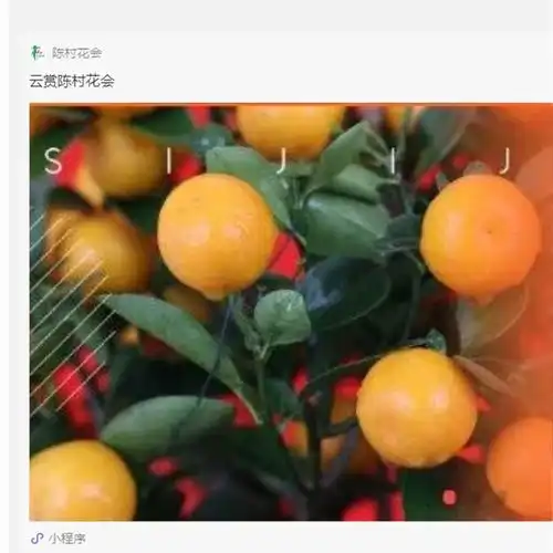 云赏陈村花会预售开启,明天下午333开抢