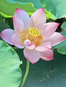 我愿为莲,三生三世