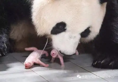 旅韩大熊猫华妮喜诞双胞胎