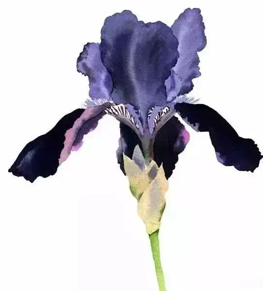 她的水彩画,充满了生活趣味