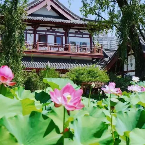 仲夏里的影像诗西安今夏第一波荷花盛开绽放