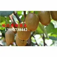 陕西核桃苗.陕西苹果苗.陕西葡萄苗.陕西桃苗陕西樱桃苗.陕西猕猴桃苗.13892738442