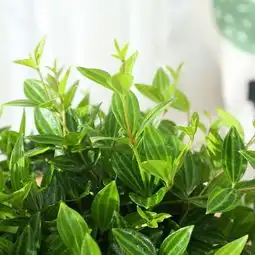 有钱人家都在养这几种盆栽绿植,花开百天,花香能飘满院