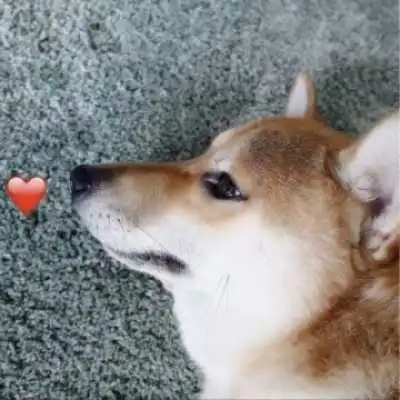 可人幽默的猫狗伴侣头像