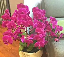 家里养盆福禄寿,开的花绚丽多彩,天天都有好运气