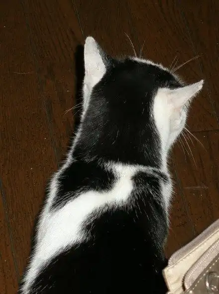 猫咪逃出家门后碰到流浪猫老大,吓得哪都不敢去