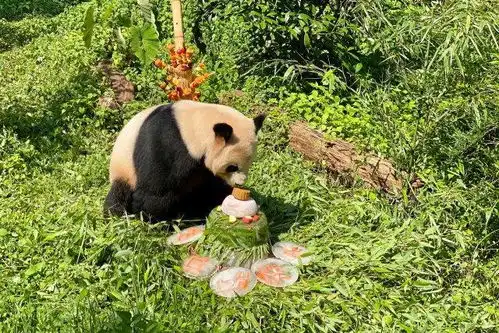 生日快乐云南野生动物园大熊猫毛竹10岁啦