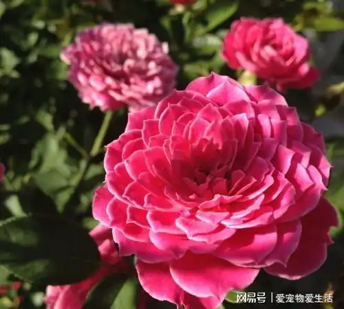 比牡丹美,比兰花香,可扦插,阳台小院都能种,一年能开200多天