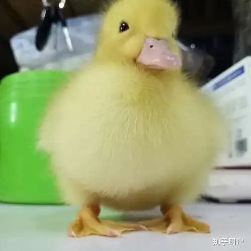 养小鸭子做宠物是什么体验