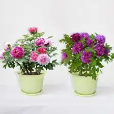菏泽牡丹花种植