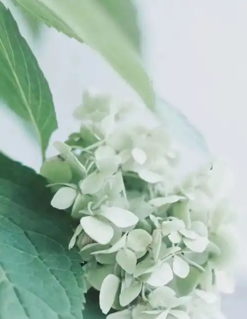 聪明的最高境界是厚道