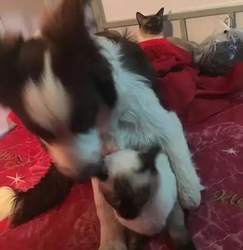 从两小无猜到反目成仇,宠物届投名状,上演现实版猫狗大战