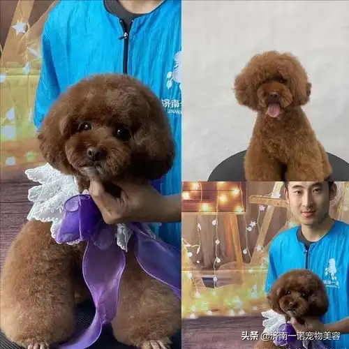 想学宠物美容,究竟是去宠物店做助理还是去学校学习好