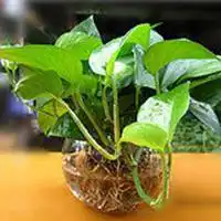 植物微信头像微信头像图片大全