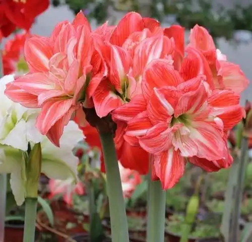 无论再穷都要养上4种招财花,吉祥添富贵,财源滚滚来