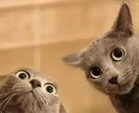 猫咪和狗狗到底该不该绝育你所担心的问题都在这里了