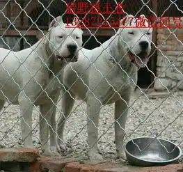 天宇雪橇犬基地北京警犬基地
