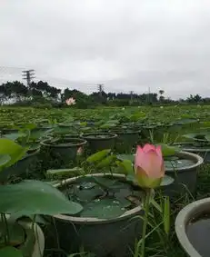 桥头万盆观赏荷花初现花蕾,6月份荷花展盛开