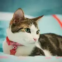 猫咪头像图片可爱小猫咪图片动作姿态好逗哦