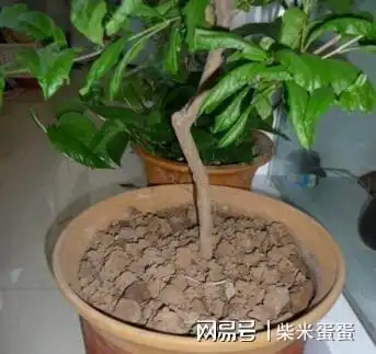 路边上的2玩意,用来养花,养啥旺啥,见了就捡,别错过盆栽蚯蚓浇花花盆多肉植物网易订阅