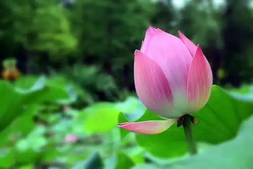 洛阳隋唐植物园荷花盛开,盛夏七月不一样的风景