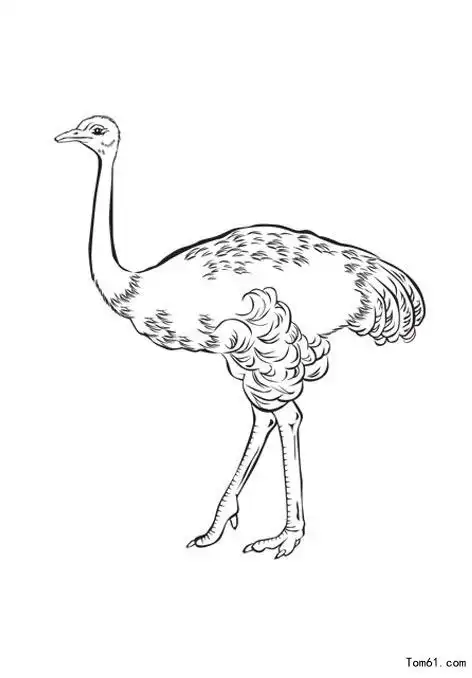 鸵鸟简笔画图片儿童资源网手机版