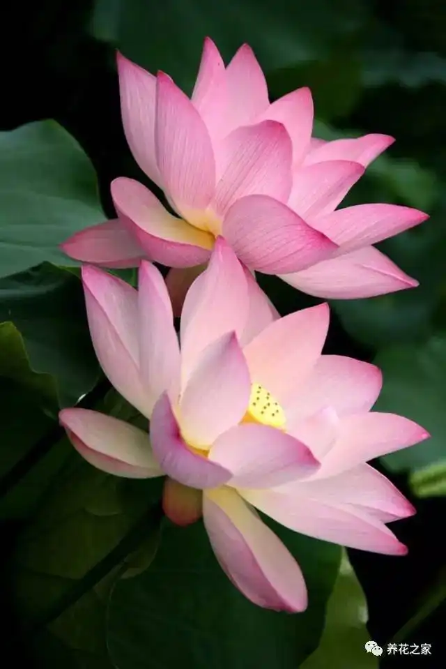 佛家四大吉花见花保吉祥