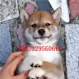 濮阳哪里能买到柴犬柴犬图片柴犬掉毛吗出售日本柴犬幼犬