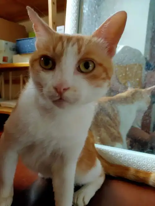 虎斑纹黄白橘猫找领养