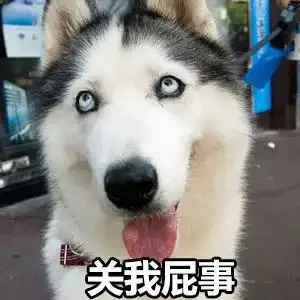 萨摩耶逃票坐地铁,主人却说它是被家里的二哈带坏的这黑锅...