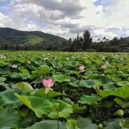 荷花开了前往海南这些地方,开启一场特别的赏荷之旅吧