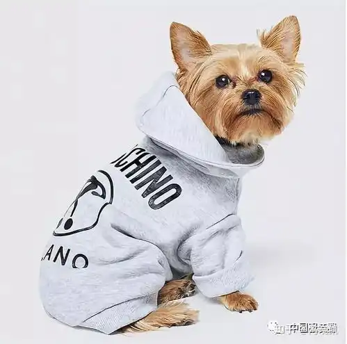 近期低迷的hm瞄向了宠物服装,靠谱吗