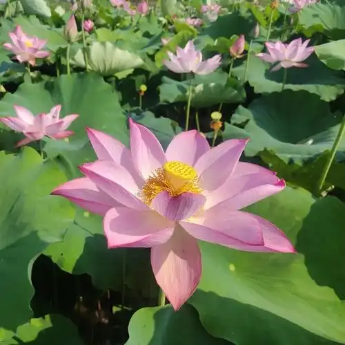 爱莲六月胜春花,荷花盛开的信阳市平桥区五里镇邀您到来