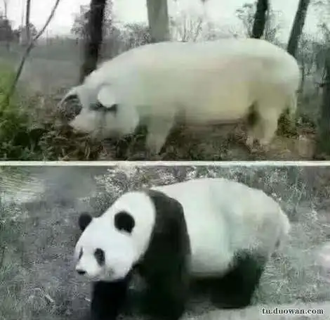 嘉居卫浴丨熊猫和猪体型差不多,为什么一个被宠,一个被捅