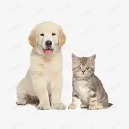 可爱猫狗素材图片免费下载高清产品实物png千库网图片编号5746163