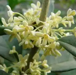 北京批发黄杨石楠冬青剑麻山茶枸骨各类花卉苗木指导价北京批发黄杨石楠冬青剑麻山茶枸骨各类花卉苗木厂商北京批发黄杨石楠冬青