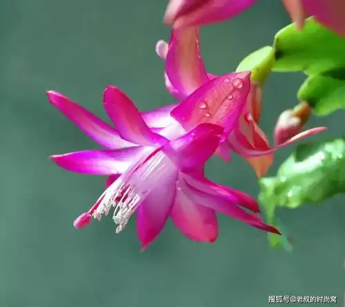 家财富裕的四个生肖,明天后天继续交好运