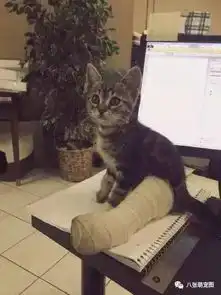 看到这些包扎后的小猫咪有点心疼,但又忍不住想笑...